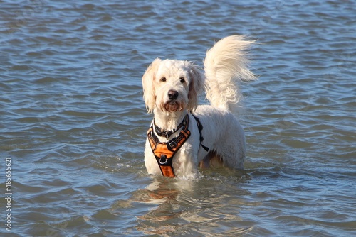 Goldendoodle in the sea North Wales © sally