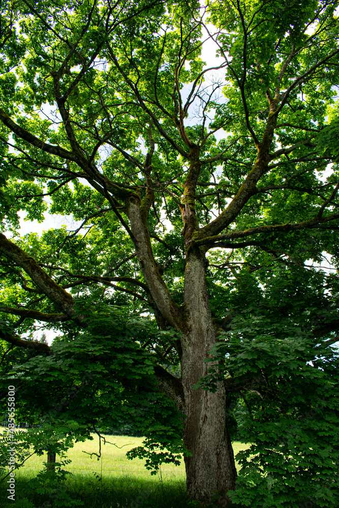 trees in the forest, Stará Knížecí Huť trees in the forest, Stará Knížecí Huť