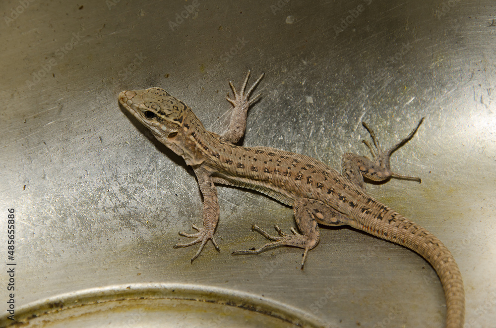 Naklejka premium Gran Canaria giant lizard Gallotia stehlini. Juvenile trapped in a kitchen sink. Cruz de Pajonales. Tejeda. Gran Canaria. Canary Islands. Spain.