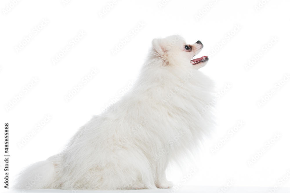 spitz branco em estudio fotográfico em fundo branco spitz branco em estudio fotográfico em fundo branco