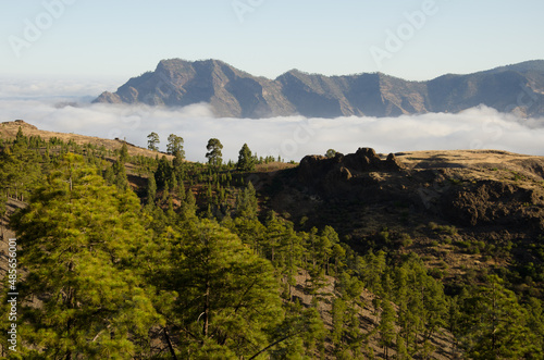 Forest of Canary Island pine Pinus canariensis in the Reserve of Inagua, sea of clouds and massif of Tamadaba. Gran Canaria. Canary Islands. Spain. photo