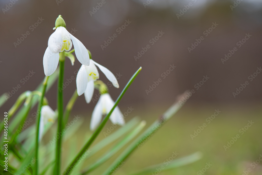 Snowdrop, Galanthus nivalis, blooming in springtime blooming in springtime Snowdrop, Galanthus nivalis, blooming in springtime blooming in springtime