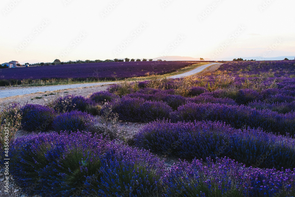 Fototapeta premium Beautiful lavender field landscape on a sunset