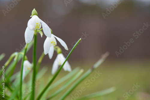 Snowdrop, Galanthus nivalis, blooming in springtime blooming in springtime