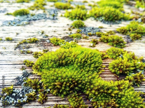 Green moss on wood