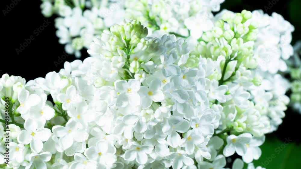 White Lilac Flowers Bloom In Time Lapse on a Black Background. Beautiful Fragrant Opening Flower Close up as Nature Blooming Backdrop White Lilac Flowers Bloom In Time Lapse on a Black Background. Beautiful Fragrant Opening Flower Close up as Nature Blooming Backdrop
