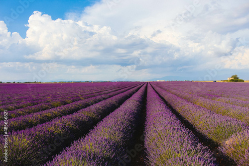 Lavender field landscape on a sunny day