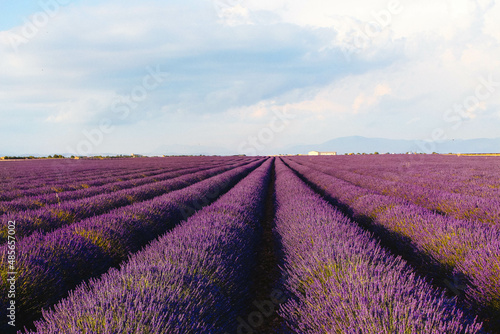 Lavender field landscape on a sunny day