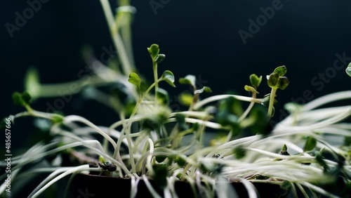 dying green plant time lapse in pot, no rain, no water, no life, drying, nature disaster, drought concept, global warming, isolated on black, dead wilted plant, dying plant photo