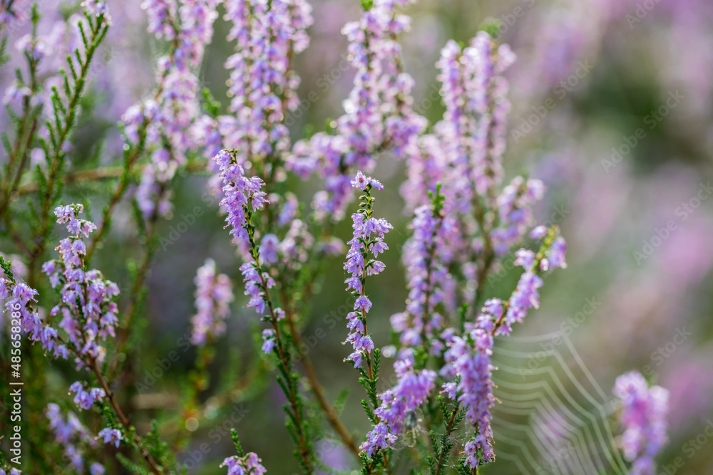 Obraz premium Blooming wild purple common heather (Calluna vulgaris), with a spider web. Nature, floral, flowers background, close up.