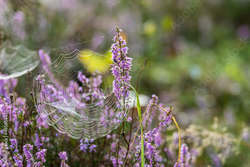 Blooming wild purple common heather (Calluna vulgaris), with a spider web. Nature, floral, flowers background, close up.