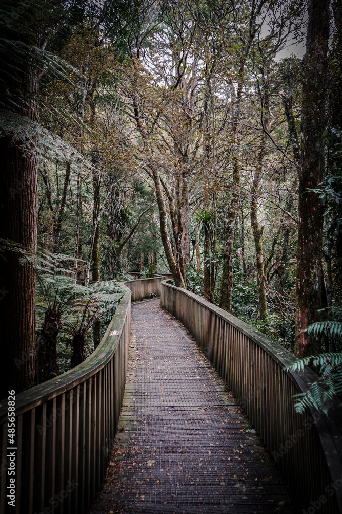 Obraz premium Kauri Wald Neuseeland