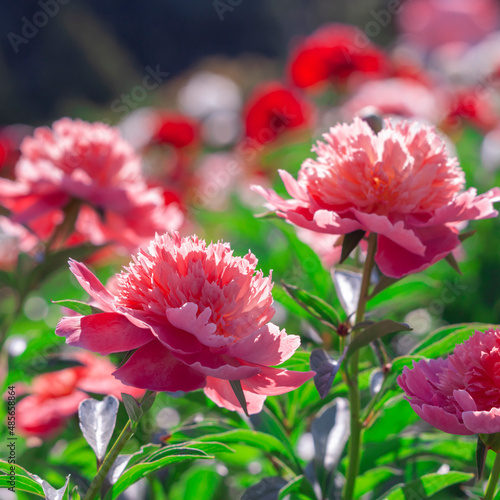 Pale pink peonies on a background of green leaves.