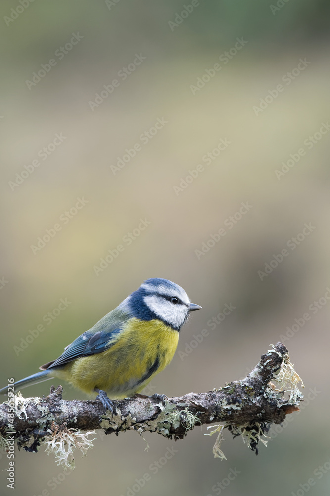 Blue tit perched on a branch in the garden Blue tit perched on a branch in the garden