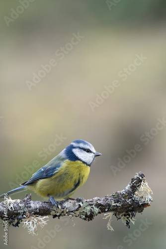 Blue tit perched on a branch in the garden