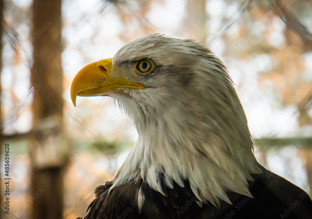 Fototapeta premium regal head of a bald eagle with prominent beak 