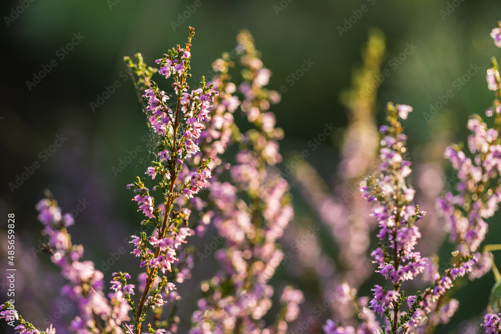 Blooming wild purple common heather (Calluna vulgaris). Nature, floral, flowers background, close up. Blooming wild purple common heather (Calluna vulgaris). Nature, floral, flowers background, close up.