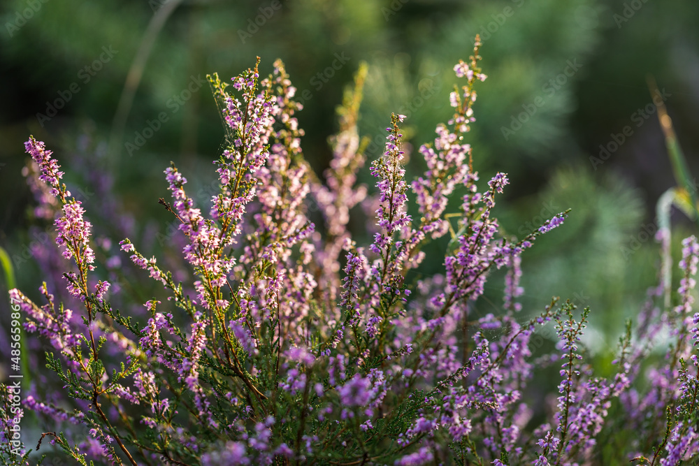 Obraz premium Blooming wild purple common heather (Calluna vulgaris). Nature, floral, flowers background, close up.