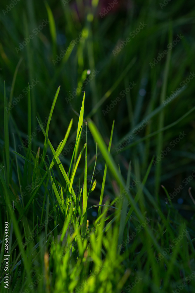 Herbes vertes ensoleillées Herbes vertes ensoleillées