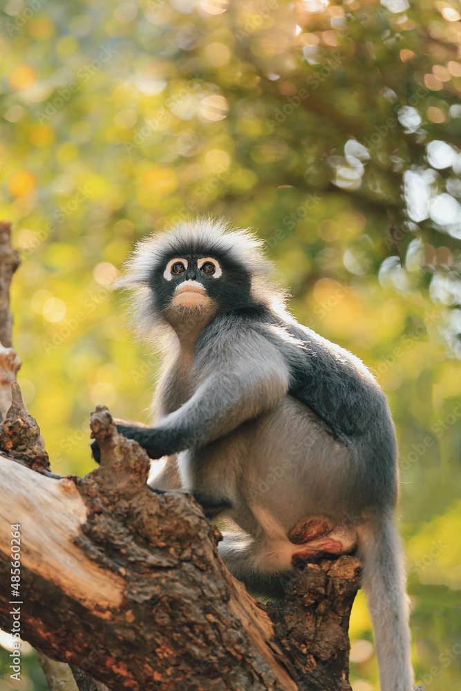 Obraz premium Spectacled leaf monkey also called dusky langur looking forward