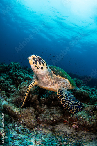 Hawksbill Sea Turtle  Eretmochelys imbricata 