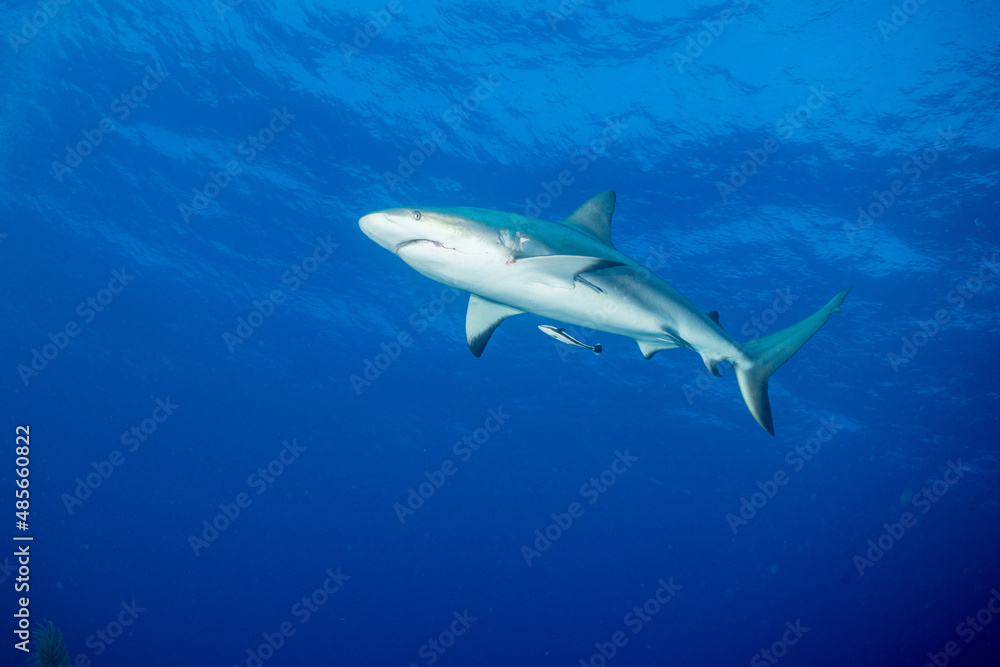 Fototapeta premium Caribbean Reef Shark (Carcharhinus perezii)