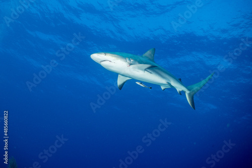 Caribbean Reef Shark (Carcharhinus perezii)