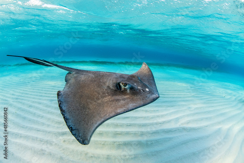 Fotografía Southern Stingray, Hypanus americanus
