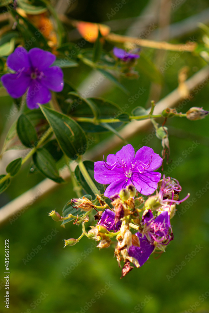 The purple flower The purple flower