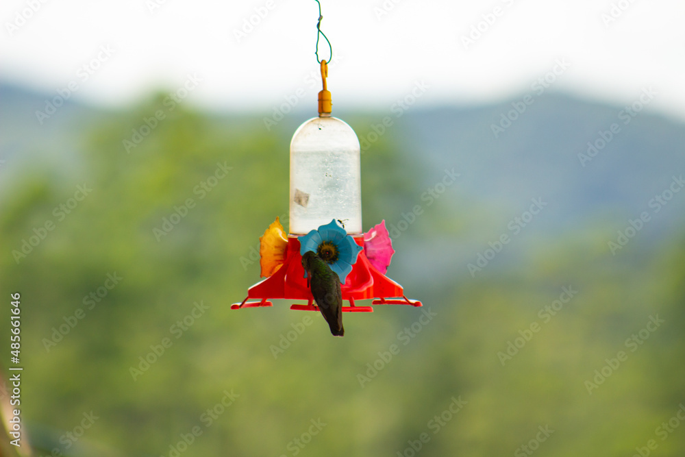 hummingbird in flight hummingbird in flight