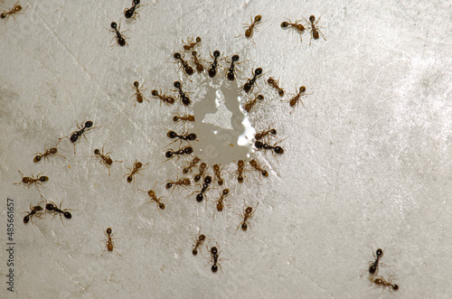 Argentine ants Linepithema humile feeding on the remains of a liquid. Cruz de Pajonales. Tejeda. Gran Canaria. Canary Islands. Spain. photo