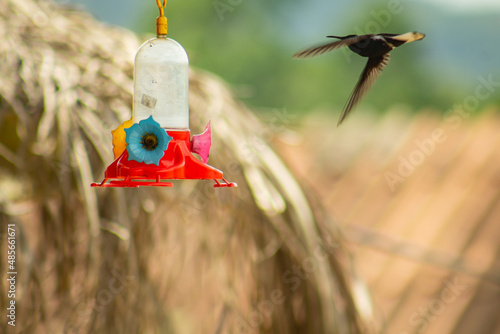 Hummingbird in a flight