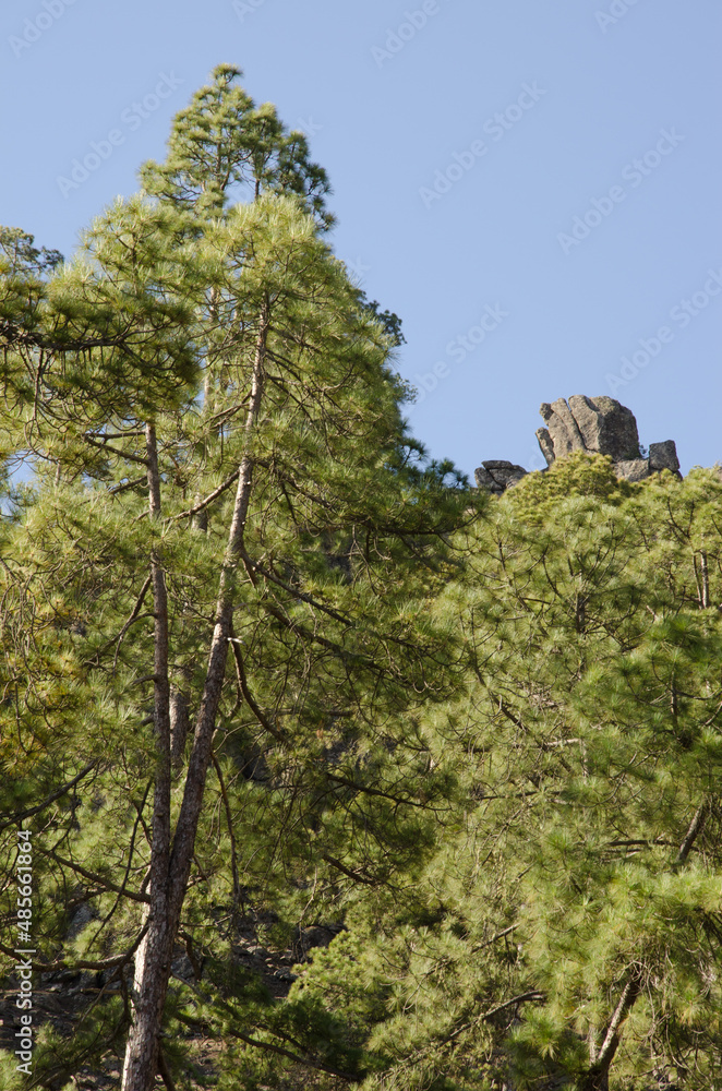 Fototapeta premium Forest of Canary Island pine Pinus canariensis and cliff. Integral Natural Reserve of Inagua. Gran Canaria. Canary Islands. Spain.