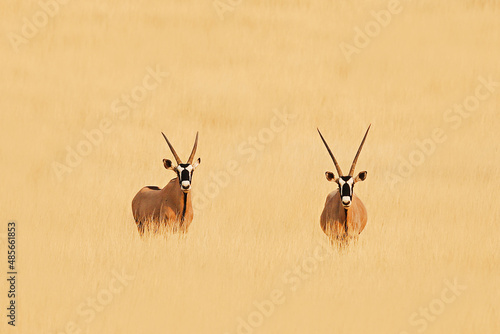 Two oryx in the Kalahari Desert, Namibia