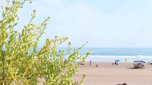 Bushes shaken by the wind in the foreground and the background of a disaffected beach.
