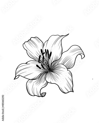 lily isolated on background. Hand-drawn. design greeting card and invitation ...