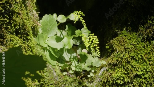North Caucasus, Adygea. Subtropical forest. A stone covered with moss and gold drop (Umbilicus oppositifolius). photo