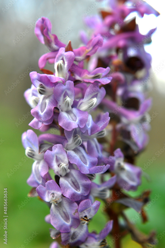 In spring, corydalis blooms in the forest In spring, corydalis blooms in the forest
