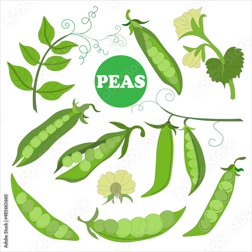 big set of elements from fresh ripe raw pea pods, pea flower, young pod. Vegetarian Food. Vector doodles. Suitable for branded wrapping paper, napkins and packaging of raw, canned, frozen vegetables