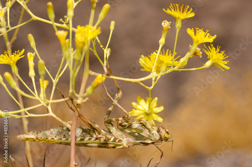 Egyptian flower mantis Blepharopsis mendica. Integral Natural Reserve of Inagua. Gran Canaria. Canary Islands. Spain. © Víctor