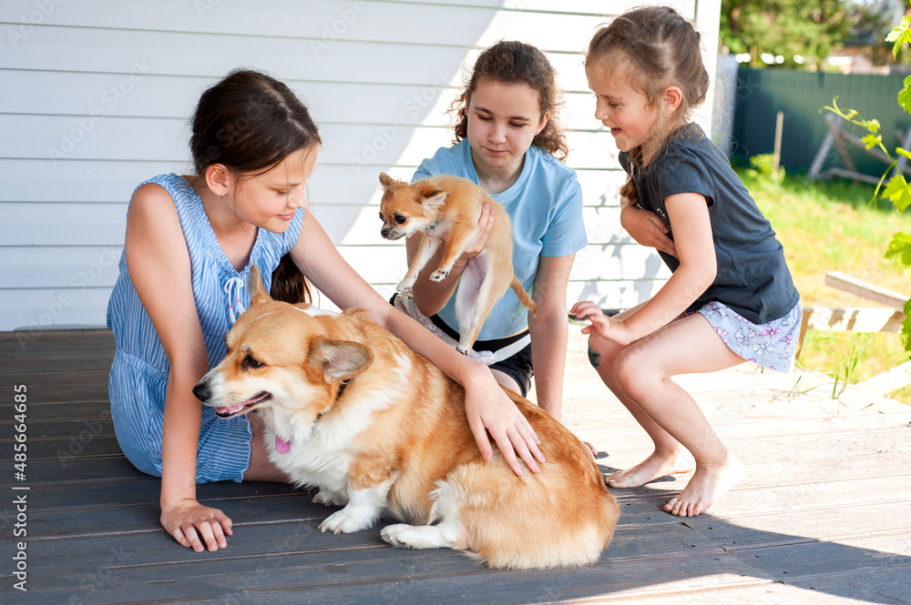 Three cute girls play with corgi and chihuahua dogs in the backyard in summer