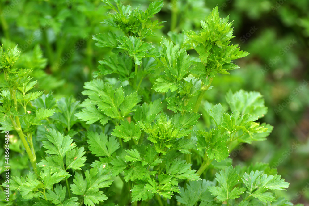 Parsley grows in open ground Parsley grows in open ground