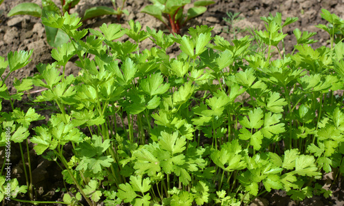 Parsley grows in open ground
