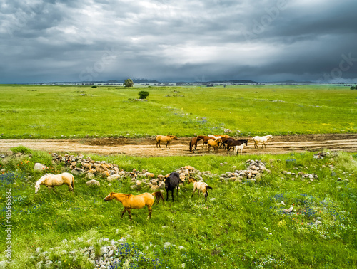 Aerial view of horses in a grassland landscape with a cloudy sky in background, Golan Heights, Israel.