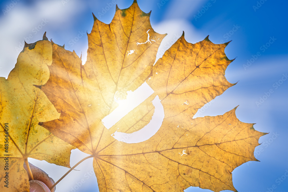 The suns rays shine through the maple leaf and the inscription vitamin d