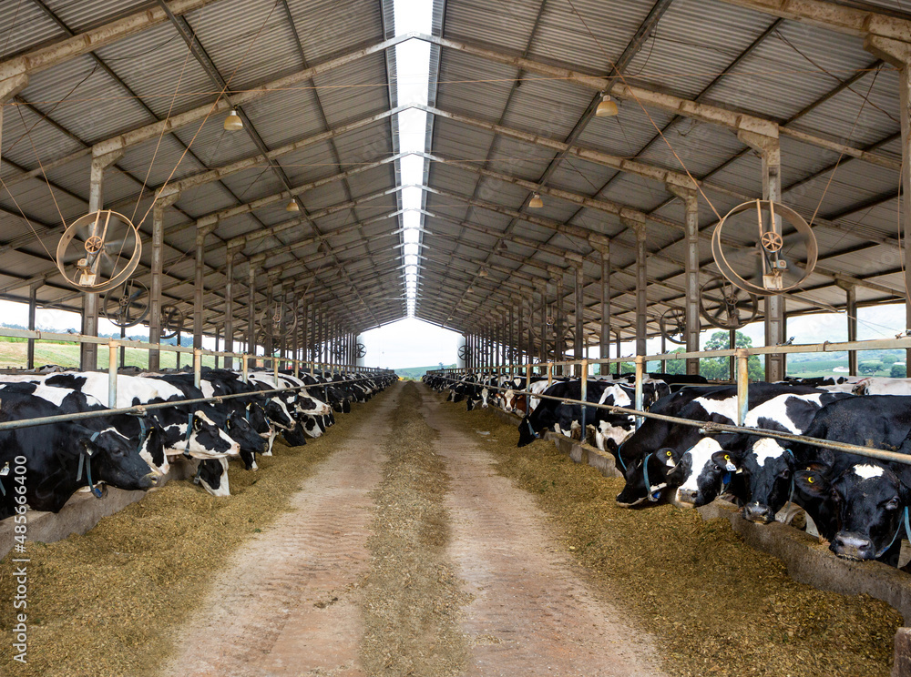 Dairy cows eating hay in modern cowshed in Holstein cow livestock farm.  Concept of agriculture, animal welfare, milk industry, food, cattle barn.  Stock Photo | Adobe Stock