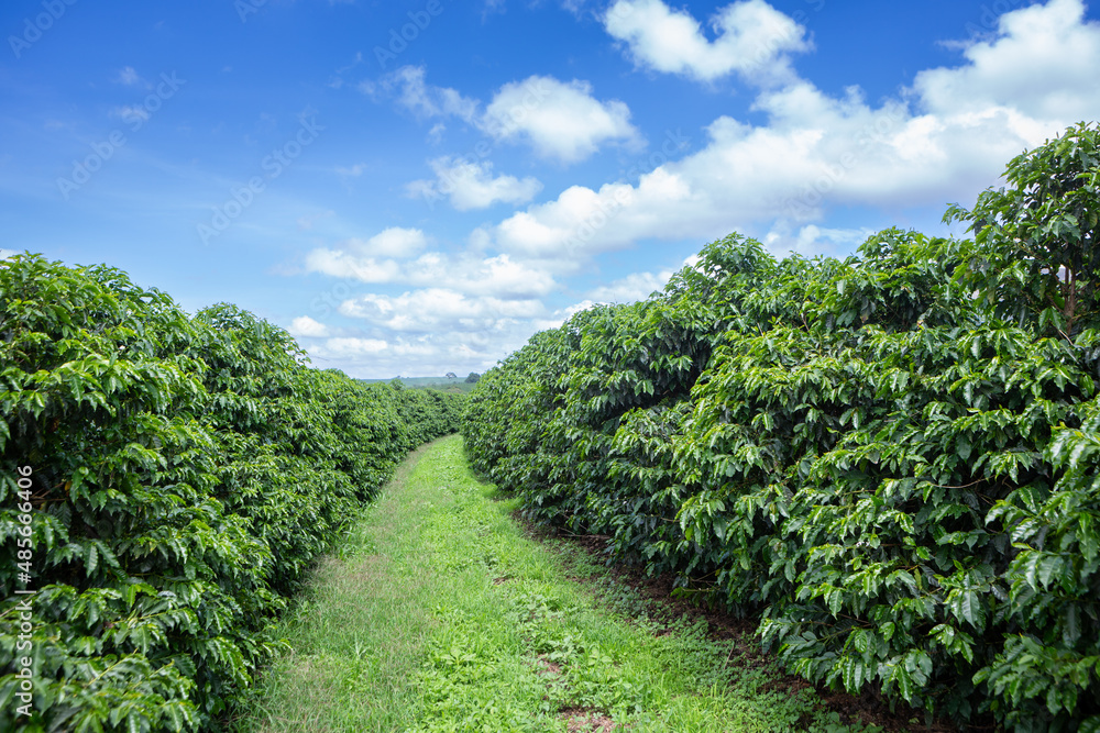 View of beautiful arabic coffee plantation on sunny summer day on farm in Minas Gerais, Brazil. Concept of food, agriculture, commodity, healthy food, industry.