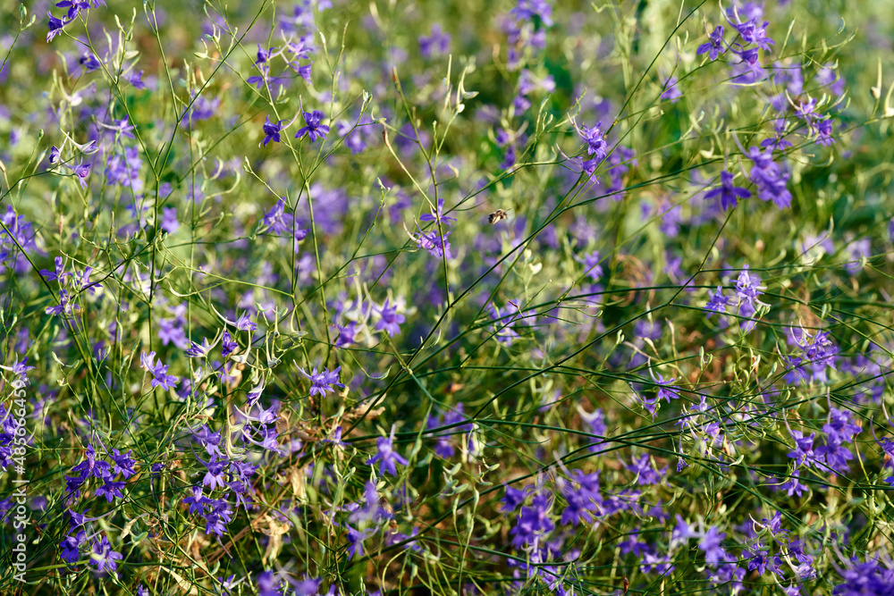Forking Larkspur (Consolida regalis) in meadow. Selective focus.