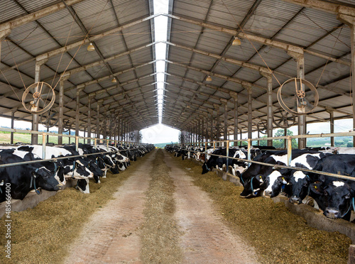 Dairy cows eating hay in modern cowshed in Holstein cow livestock farm. Concept of agriculture, animal welfare, milk industry, food, cattle barn.