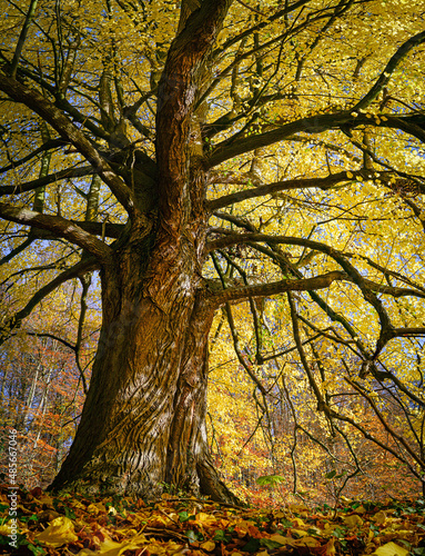 Knorriger, alter Baum mit mystischer Erscheinung in einem nicht bewirtschateten und sich selbst überlassenem Wald. 